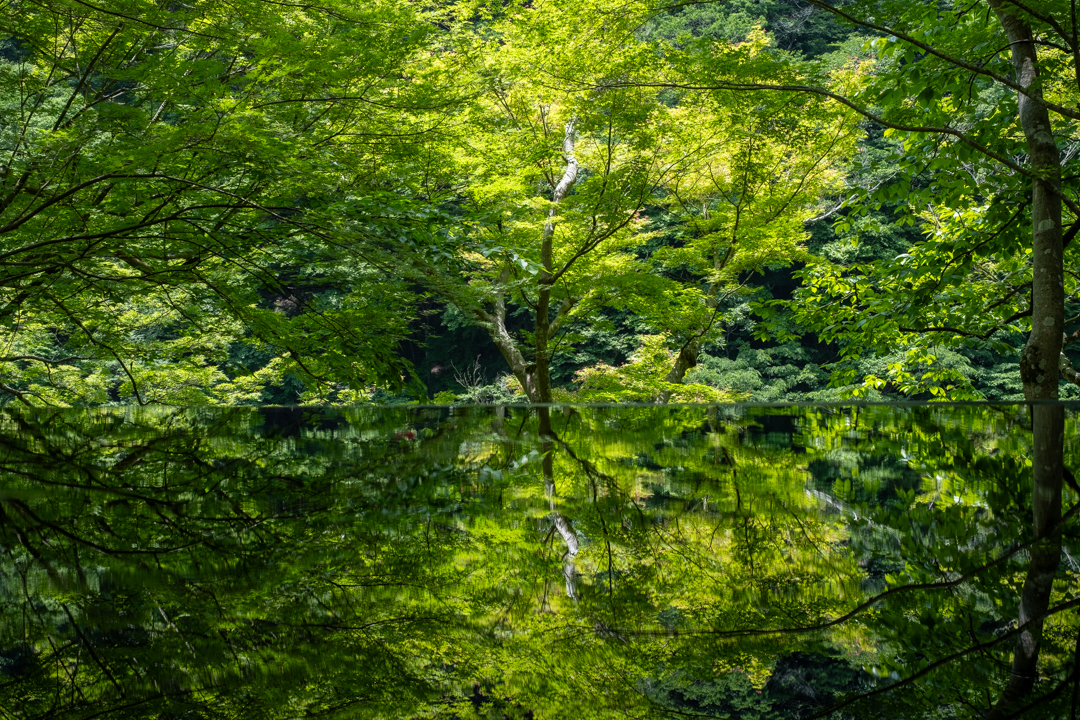 The forest is reflected in the water mirror.